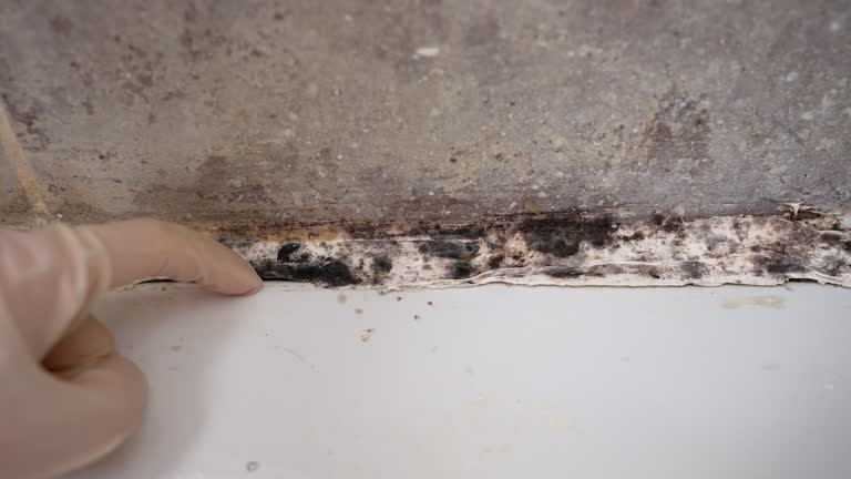 Best Mold Damage Restoration  in Shavano Park, TX